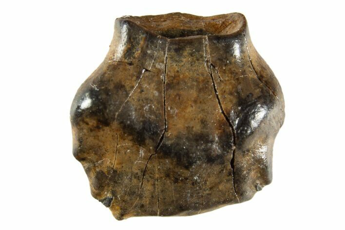 Fossil Nodosaur Tooth - Judith River Formation #313225